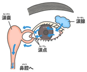 涙点イメージ図